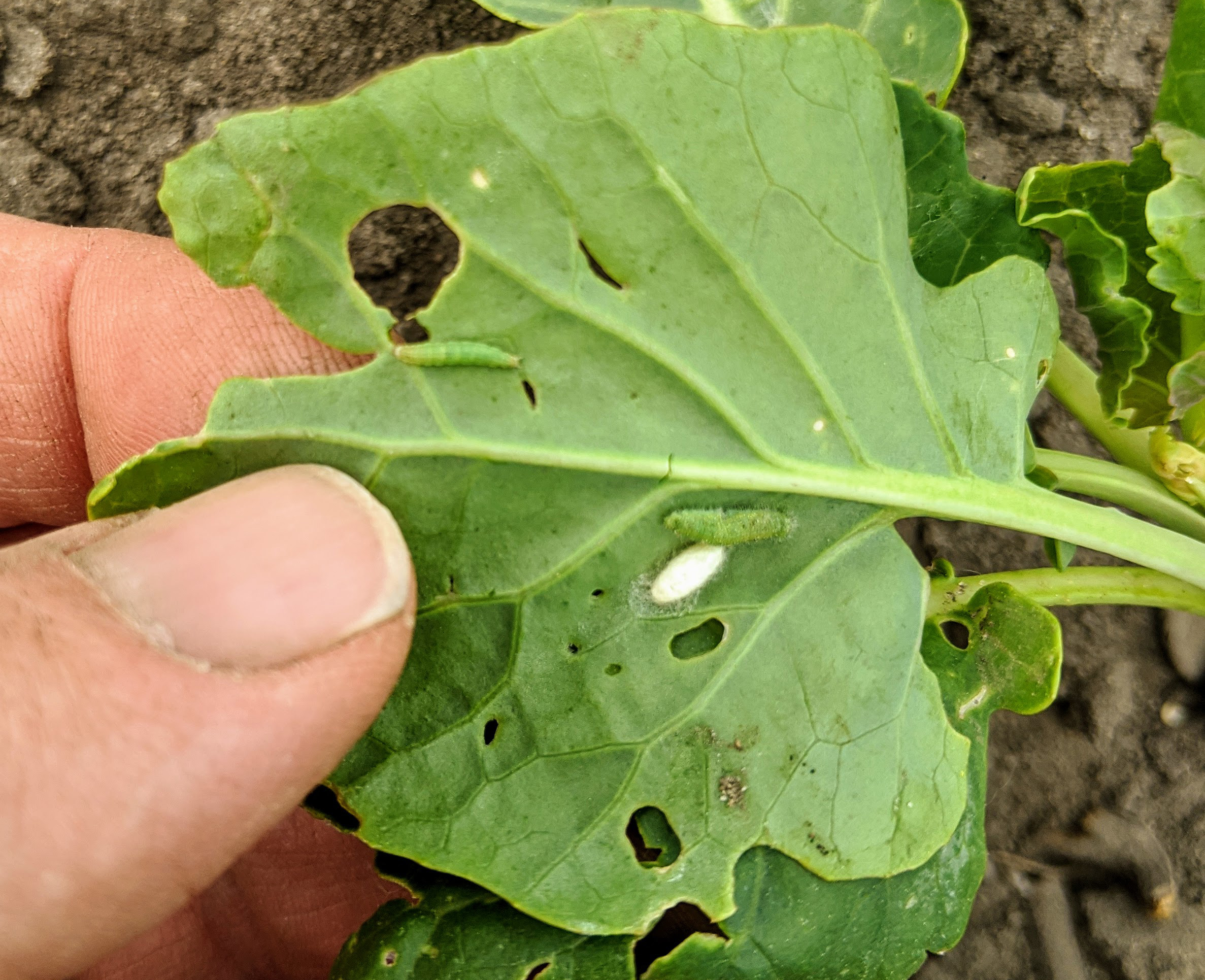 Caterpillars